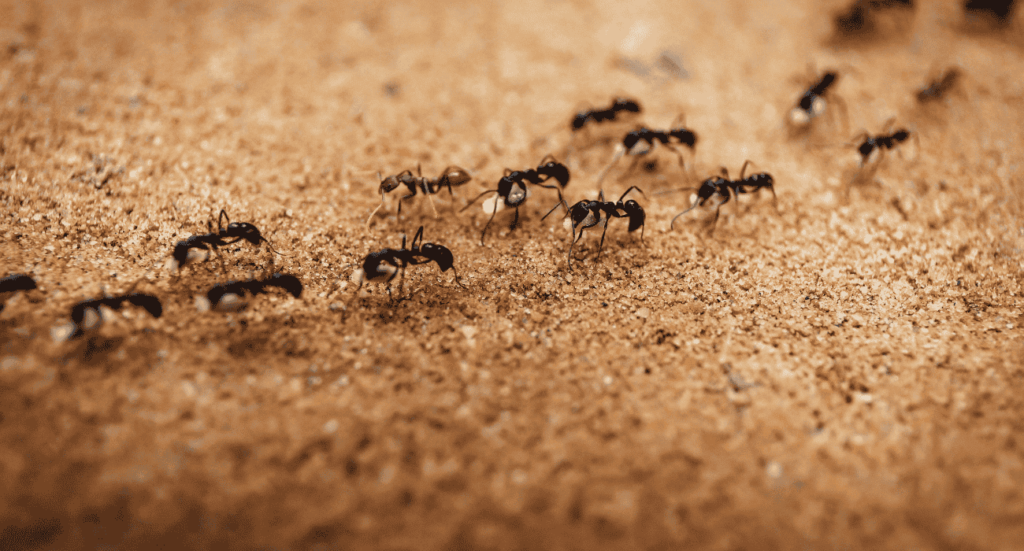 شركة مكافحة حشرات