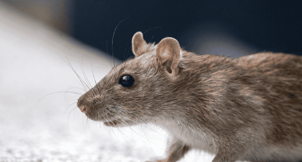 شركة مكافحة حشرات